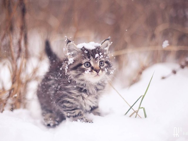 Обои зима, кот, мордочка, усы, кошка, взгляд, котенок, artem karpukhin, winter, cat, muzzle, mustache, look, kitty разрешение 1920x1200 Загрузить