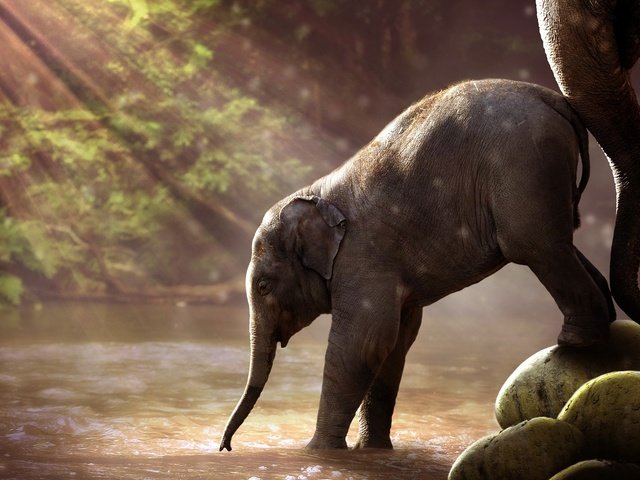 Обои хобот, вода, слоненок, река, природа, лес, слон, слоны, солнечные лучи, саванна, trunk, water, river, nature, forest, elephant, elephants, the sun's rays, savannah разрешение 1920x1200 Загрузить