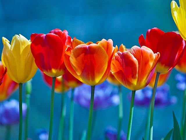 Обои цветы, бутоны, лепестки, весна, тюльпаны, стебли, flowers, buds, petals, spring, tulips, stems разрешение 3000x2226 Загрузить