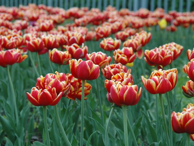 Обои цветы, бутоны, листья, лепестки, весна, тюльпаны, стебли, flowers, buds, leaves, petals, spring, tulips, stems разрешение 3008x2000 Загрузить