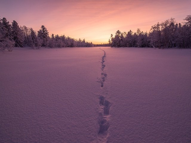 Обои деревья, снег, закат, зима, следы, trees, snow, sunset, winter, traces разрешение 4000x2670 Загрузить