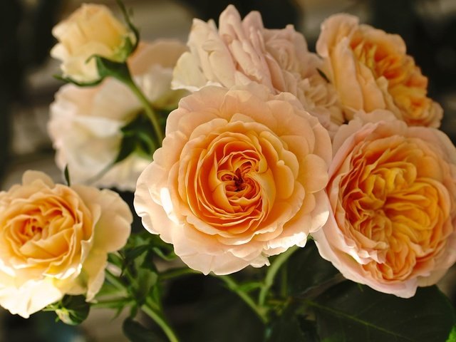 Обои цветы, бутоны, розы, лепестки, жёлтые розы, flowers, buds, roses, petals, yellow roses разрешение 2048x1368 Загрузить