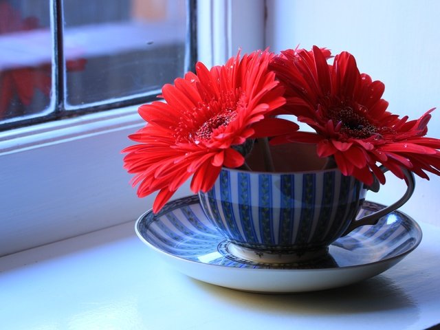 Обои цветы, блюдце, окно, чашка, герберы, натюрморт, подоконник, flowers, saucer, window, cup, gerbera, still life, sill разрешение 5472x3648 Загрузить