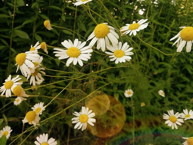 Обои цветы, трава, лето, лепестки, ромашки, белые, flowers, grass, summer, petals, chamomile, white разрешение 4096x3072 Загрузить