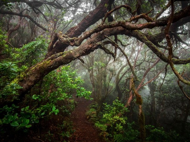 Обои деревья, растения, лес, туман, стволы, тропинка, trees, plants, forest, fog, trunks, path разрешение 2048x1356 Загрузить