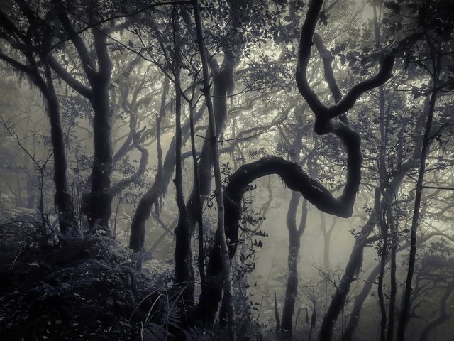 Обои деревья, лес, туман, стволы, чёрно-белое, trees, forest, fog, trunks, black and white разрешение 2048x1356 Загрузить