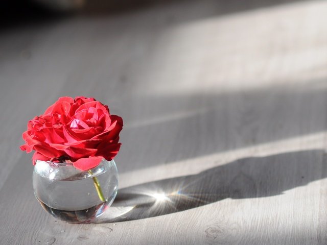 Обои фон, цветок, роза, лепестки, бутон, банка, background, flower, rose, petals, bud, bank разрешение 2560x1700 Загрузить