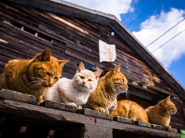 Обои небо, облака, усы, лето, взгляд, дом, коты, кошки, мордочки, faces, the sky, clouds, mustache, summer, look, house, cats разрешение 2048x1357 Загрузить