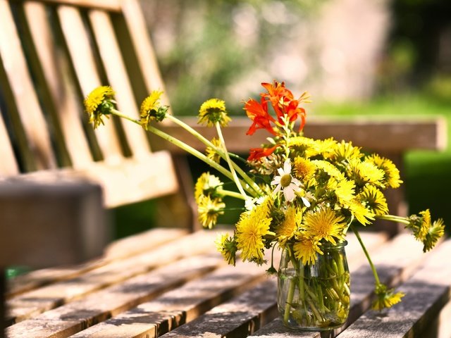 Обои цветы, лето, ромашки, скамейка, одуванчики, банка, flowers, summer, chamomile, bench, dandelions, bank разрешение 2560x1498 Загрузить