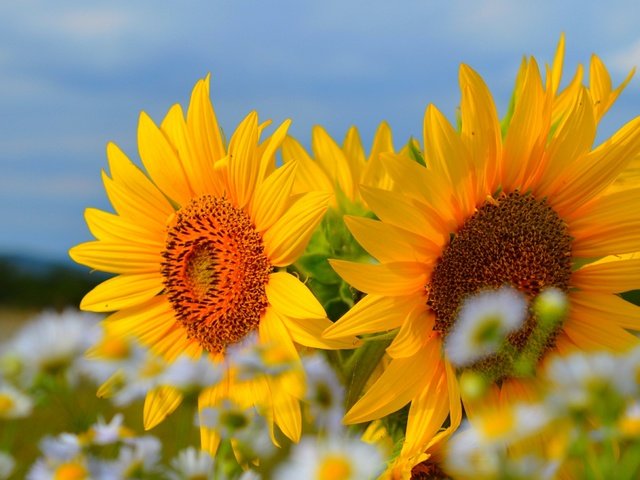Обои небо, цветы, лето, лепестки, ромашки, подсолнухи, the sky, flowers, summer, petals, chamomile, sunflowers разрешение 3000x1817 Загрузить