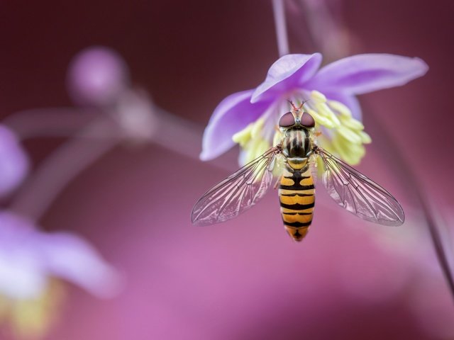 Обои макро, насекомое, цветок, размытость, муха, боке, журчалка, macro, insect, flower, blur, fly, bokeh, gorzalka разрешение 2048x1365 Загрузить