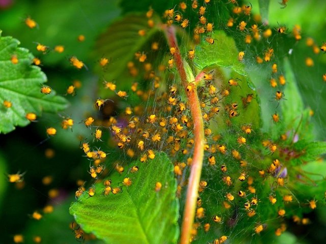 Обои макро, насекомые, растение, паутина, зеленые листья, жуки, macro, insects, plant, web, green leaves, bugs разрешение 2000x1252 Загрузить