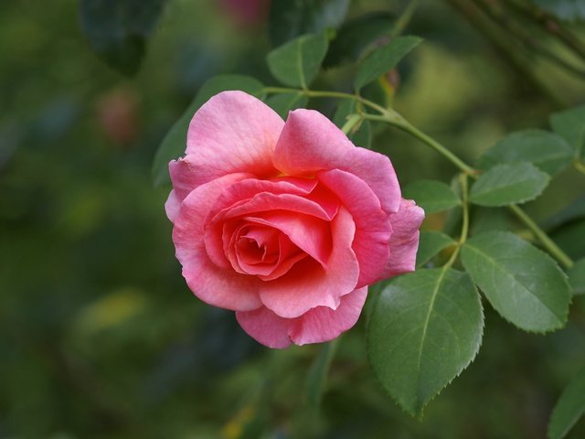 Обои макро, цветок, роза, лепестки, бутон, розовая роза, macro, flower, rose, petals, bud, pink rose разрешение 4800x3200 Загрузить