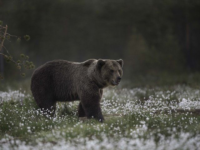 Обои морда, цветы, природа, взгляд, медведь, face, flowers, nature, look, bear разрешение 2048x1365 Загрузить