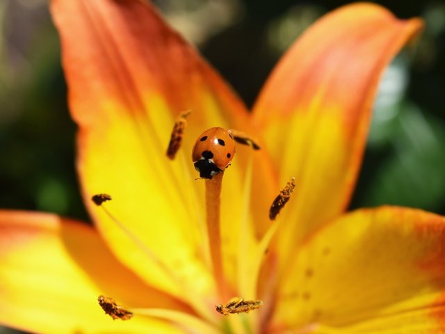 Обои жук, макро, насекомое, цветок, божья коровка, лилия, beetle, macro, insect, flower, ladybug, lily разрешение 6000x4000 Загрузить