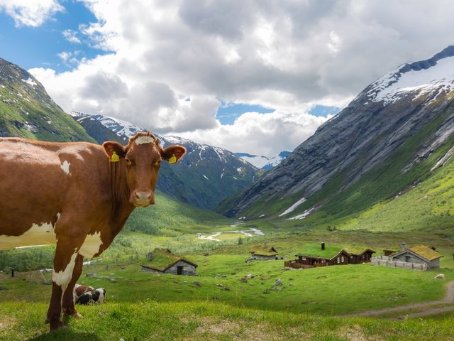 Обои небо, облака, горы, дома, корова, коровы, the sky, clouds, mountains, home, cow, cows разрешение 5760x3840 Загрузить