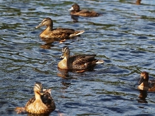 Обои вода, озеро, птицы, утки, water, lake, birds, duck разрешение 1920x1280 Загрузить