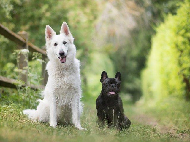 Обои природа, пара, друзья, собаки, боке, французский бульдог, две собаки, белая швейцарская овчарка, nature, pair, friends, dogs, bokeh, french bulldog, two dogs, the white swiss shepherd dog разрешение 6000x4000 Загрузить