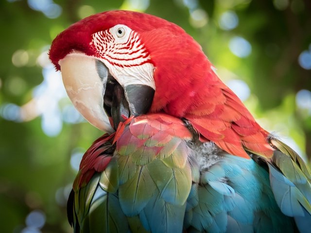Обои птица, клюв, перья, попугай, ара, bird, beak, feathers, parrot, ara разрешение 2048x1365 Загрузить