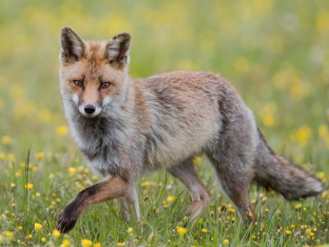 Обои морда, цветы, взгляд, рыжая, лиса, лисица, хвост, face, flowers, look, red, fox, tail разрешение 2048x1365 Загрузить