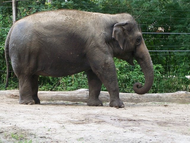 Обои слон, хобот, зоопарк, elephant, trunk, zoo разрешение 1920x1080 Загрузить
