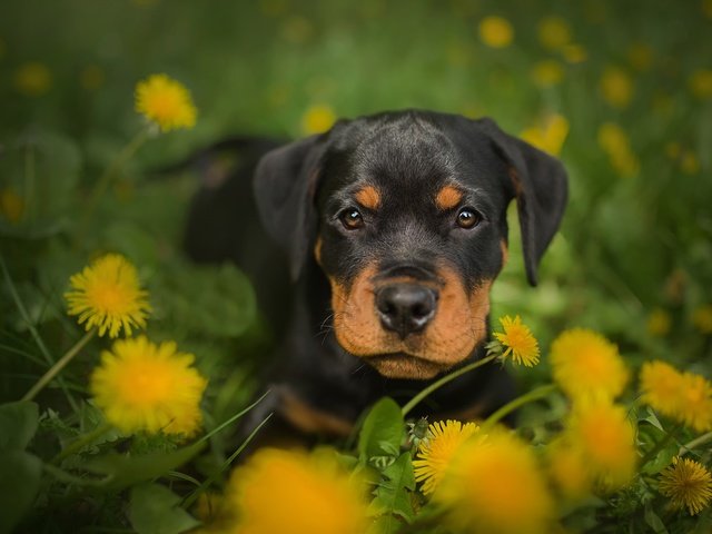 Обои цветы, мордочка, взгляд, собака, щенок, одуванчики, ротвейлер, frelka, flowers, muzzle, look, dog, puppy, dandelions, rottweiler разрешение 2048x1365 Загрузить