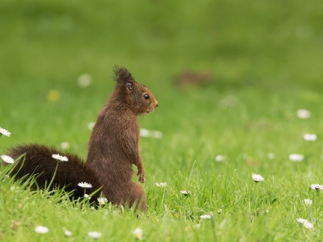 Обои трава, ромашки, белка, боке, стойка, белочка, грызун, grass, chamomile, protein, bokeh, stand, squirrel, rodent разрешение 2048x1365 Загрузить