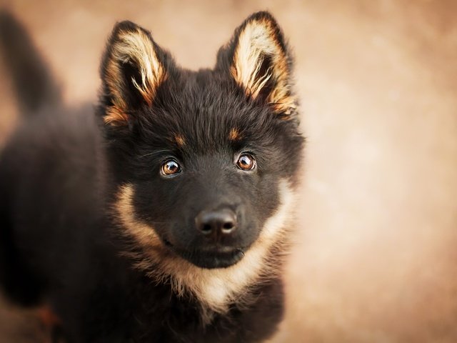 Обои глаза, мордочка, взгляд, собака, щенок, немецкая овчарка, eyes, muzzle, look, dog, puppy, german shepherd разрешение 2048x1365 Загрузить