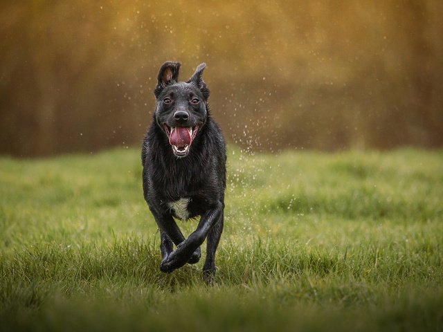 Обои морда, трава, капли, собака, язык, пес, бег, mark gibbons, face, grass, drops, dog, language, running разрешение 1920x1200 Загрузить