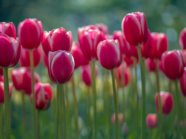 Обои цветы, весна, тюльпаны, стебли, lynn wiezycki, flowers, spring, tulips, stems разрешение 1920x1200 Загрузить