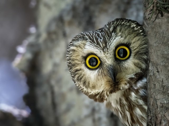 Обои глаза, сова, взгляд, птица, клюв, перья, eyes, owl, look, bird, beak, feathers разрешение 1920x1200 Загрузить