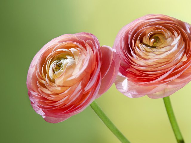 Обои цветы, макро, лепестки, стебли, ранункулюс, лютики, flowers, macro, petals, stems, ranunculus, buttercups разрешение 1920x1200 Загрузить