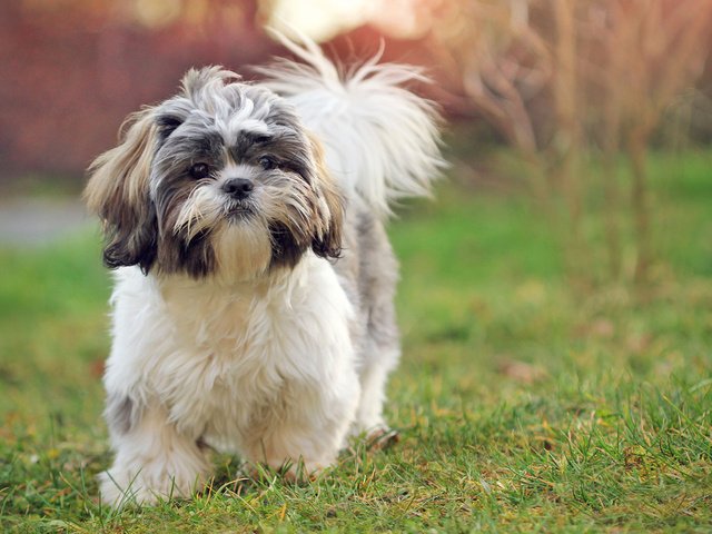 Обои трава, мордочка, взгляд, собака, щенок, ши-тцу, elena sendler, grass, muzzle, look, dog, puppy, shih tzu разрешение 1920x1200 Загрузить