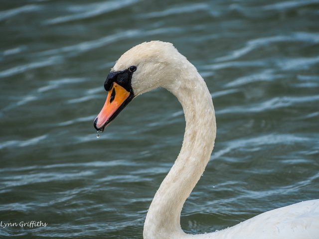 Обои вода, белый, птица, клюв, перья, лебедь, lynn griffiths, water, white, bird, beak, feathers, swan разрешение 5549x3704 Загрузить