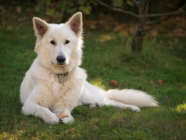 Обои трава, взгляд, собака, овчарка, белая швейцарская овчарка, grass, look, dog, shepherd, the white swiss shepherd dog разрешение 1920x1200 Загрузить