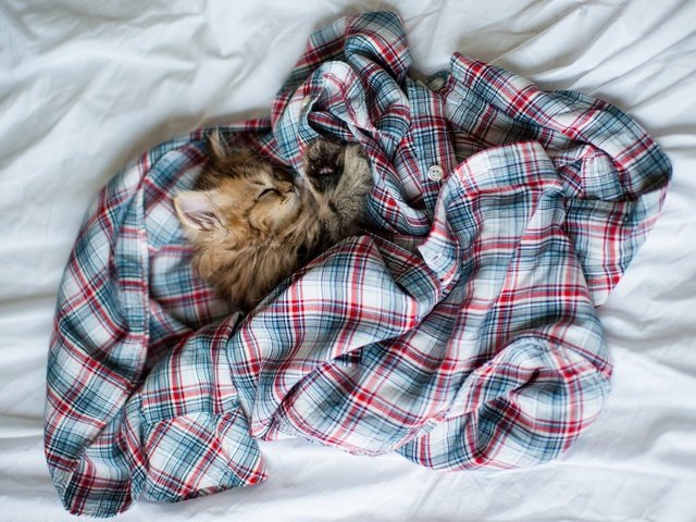 Обои кошка, котенок, пушистый, кровать, рубашка, ben torode, дейзи, cat, kitty, fluffy, bed, shirt, daisy разрешение 2048x1387 Загрузить
