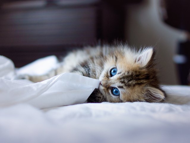 Обои животные, котенок, пушистый, одеяло, голубоглазый, игривый, animals, kitty, fluffy, blanket, blue-eyed, playful разрешение 2048x1488 Загрузить