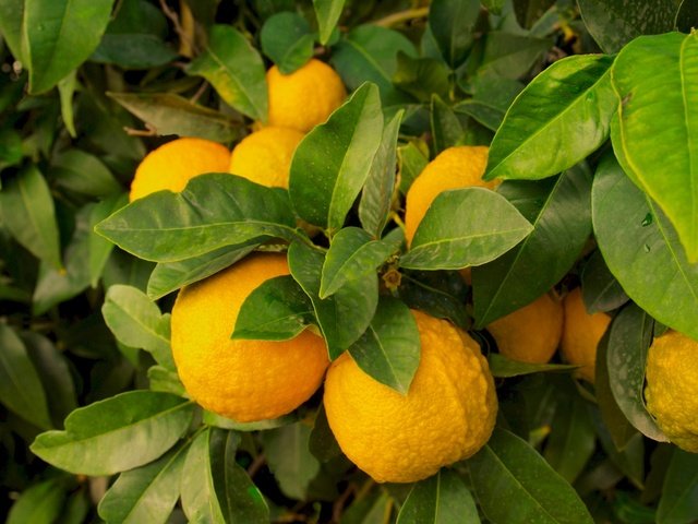 Обои природа, листья, фрукты, лимон, плоды, лимоны, цитрусы, nature, leaves, fruit, lemon, lemons, citrus разрешение 1920x1440 Загрузить