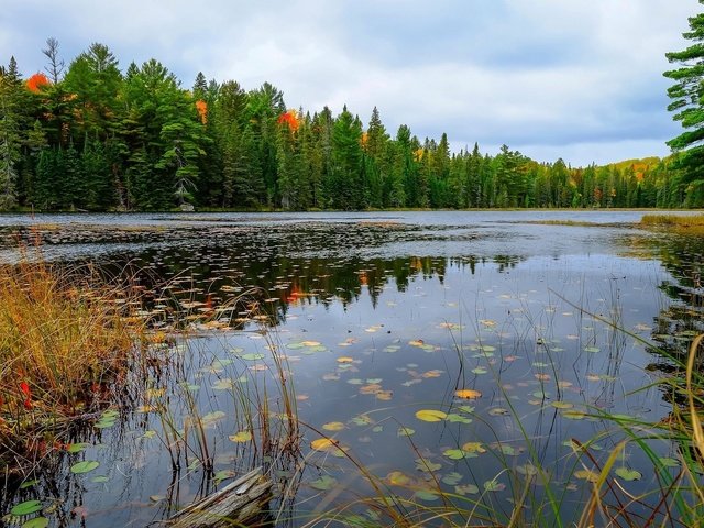 Обои озеро, лес, осень, lake, forest, autumn разрешение 1920x1200 Загрузить