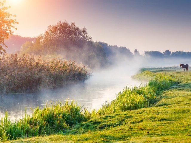 Обои лошадь, деревья, река, природа, утро, туман, рассвет, конь, horse, trees, river, nature, morning, fog, dawn разрешение 1920x1200 Загрузить