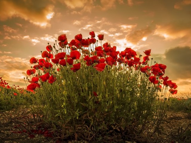Обои небо, цветы, облака, растения, красные, маки, the sky, flowers, clouds, plants, red, maki разрешение 2048x1297 Загрузить