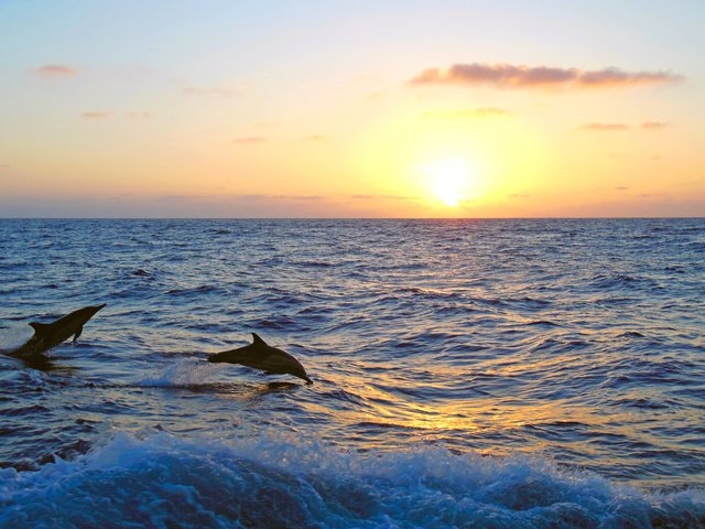 Обои закат, море, дельфины, 5, sunset, sea, dolphins разрешение 4608x3456 Загрузить
