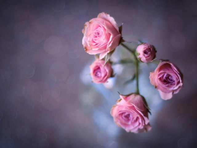 Обои цветы, бутоны, фон, розы, роза, лепестки, размытость, flowers, buds, background, roses, rose, petals, blur разрешение 2560x1707 Загрузить