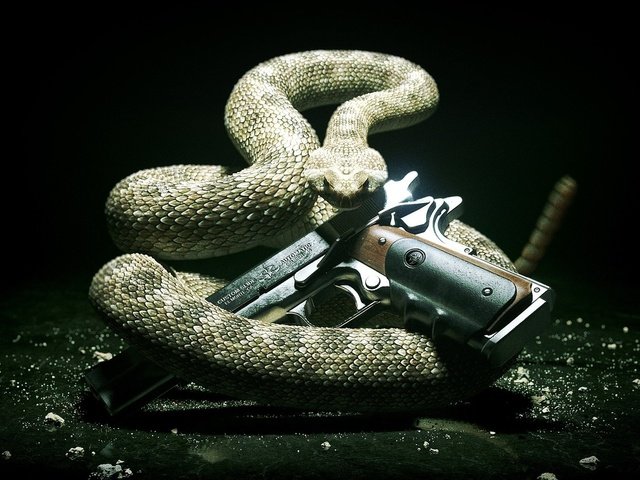 Обои фон, пистолет, змея, заставка, background, gun, snake, saver разрешение 1920x1080 Загрузить