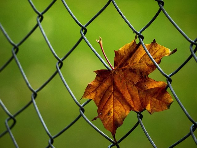 Обои макро, осень, лист, сетка, кленовый лист, рабица, macro, autumn, sheet, mesh, maple leaf, netting разрешение 3800x2712 Загрузить