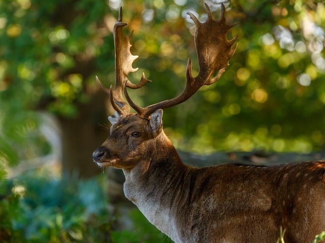 Обои природа, олень, блики, рога, nature, deer, glare, horns разрешение 2048x1365 Загрузить