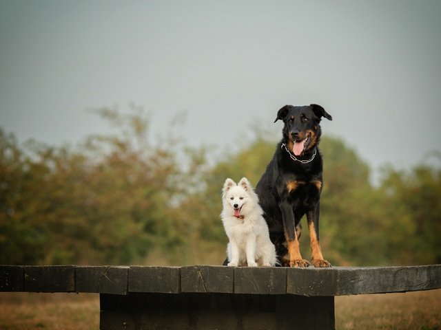 Обои взгляд, стол, язык, собаки, мордочки, шпиц, look, table, language, dogs, faces, spitz разрешение 3600x2369 Загрузить