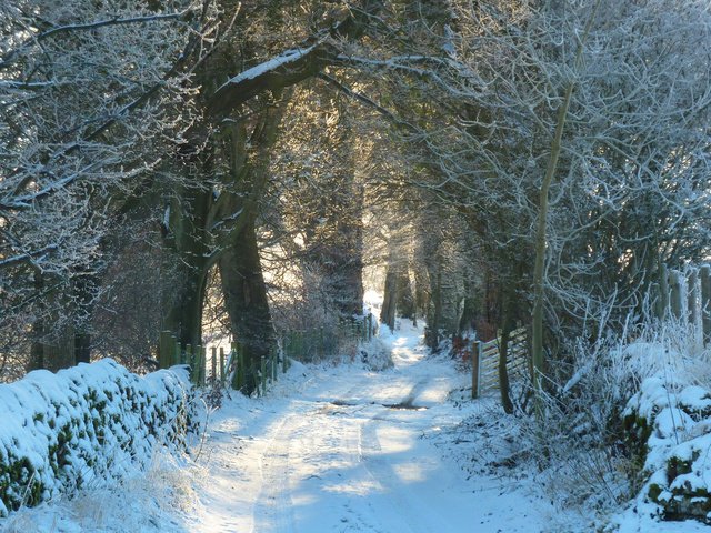 Обои дорога, снег, природа, лес, зима, иней, road, snow, nature, forest, winter, frost разрешение 2880x1800 Загрузить