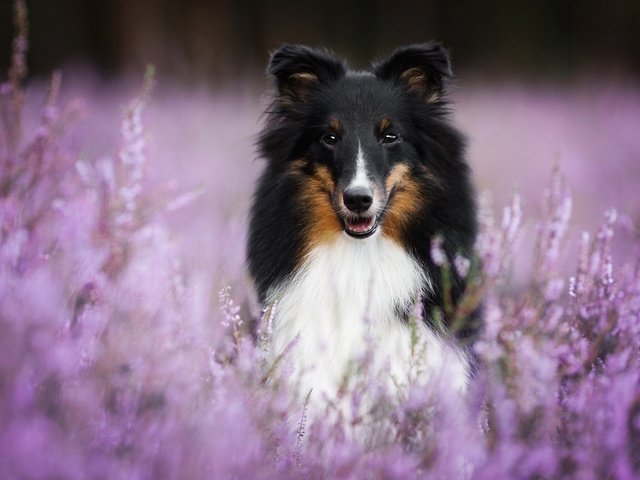 Обои цветы, мордочка, взгляд, собака, шелти, aleksandra kielreuter, flowers, muzzle, look, dog, sheltie разрешение 1920x1200 Загрузить