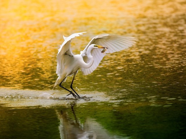 Обои озеро, крылья, птица, клюв, перья, рыбка, рыбалка, цапля, lake, wings, bird, beak, feathers, fish, fishing, heron разрешение 1920x1200 Загрузить